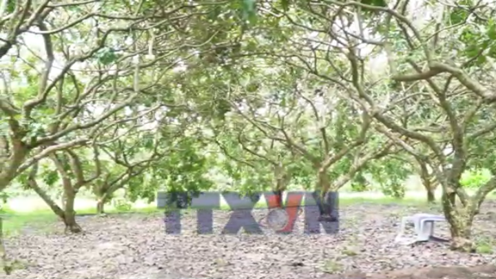 Nâng tầm thương hiệu Thanh nhãn từ hành trình xây dựng chỉ dẫn địa lý