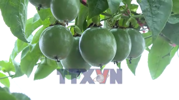 Gia Lai liên kết để ổn định sản phẩm nông sản xuất khẩu