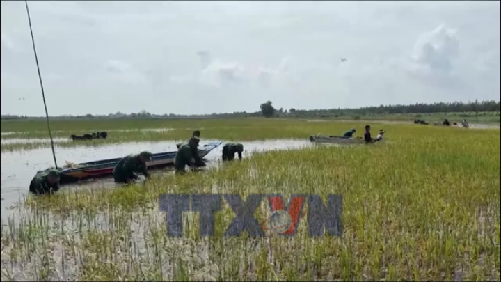 Thu hoạch lúa giúp người dân giảm thiểu thiệt hại do mưa lũ