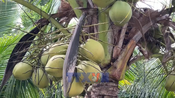 Ứng dụng công nghệ nâng giá trị dừa sáp Vĩnh Long